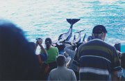 025-The entire whale family